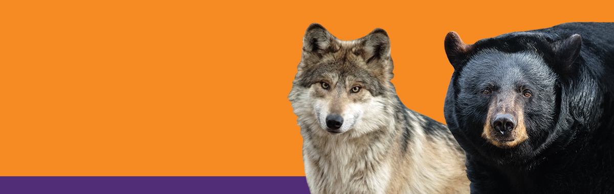 wolf next to a bear