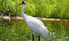 whooping crane