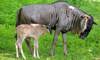 wildebeest