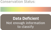 conservation status: data deficient