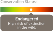 conservation status: endangered