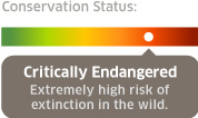 conservation status: critically endangered