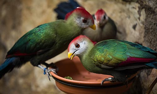 red-crested turaco