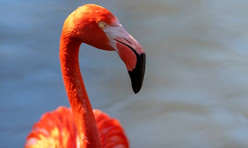 flamingo