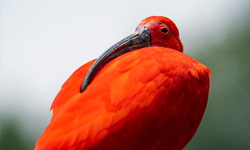 scarlet ibis