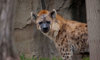 hyena