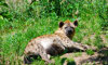 hyena