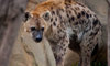 hyena