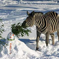 zebra with a snowman