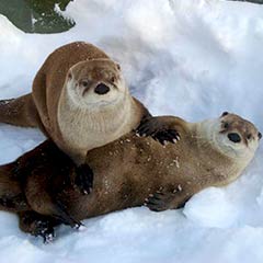 otters in the snow