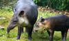 Baird's tapirs