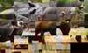 Baird's tapir