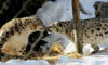 snow leopard