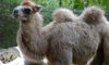 Bactrian camel
