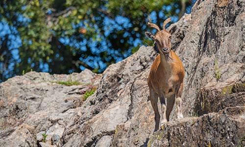 markhor