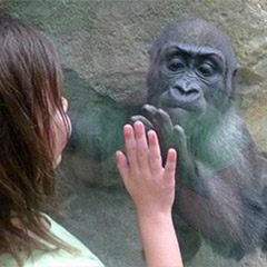 child and gorilla