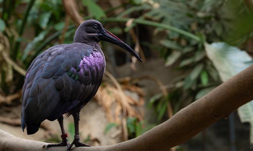 hadada ibis