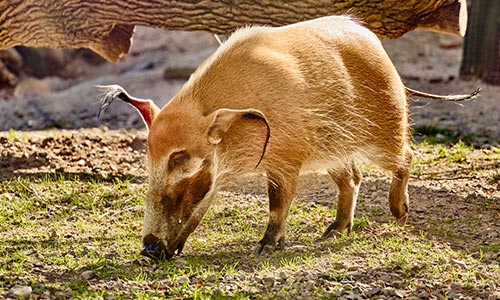 red river hog rooting in the grass