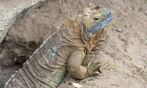 Jamaican iguana