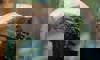 silvery-cheeked hornbill