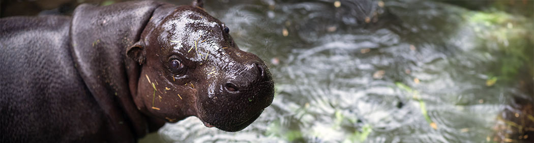 pymy hippo in the water