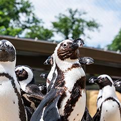 penguins waddling outdoors