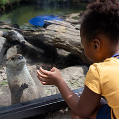 child and otter