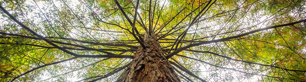 tree canopy