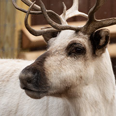 reindeer