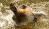canvasback duck