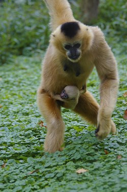 Gibbonbaby2
