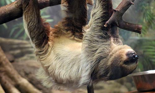 sloth