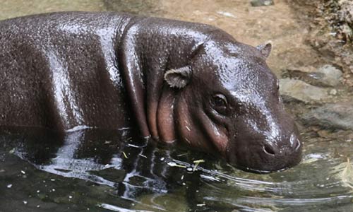 pygmy hippo