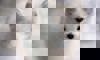 arctic fox