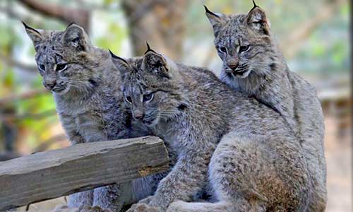 Canada lynx family