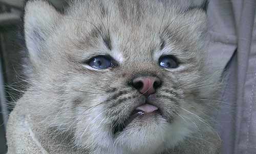 Canada lynx kitten