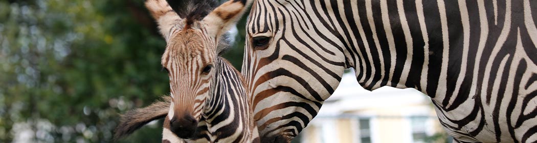 Zebra foal