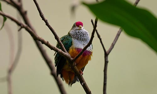 beautiful fruit dove