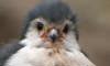 African pygmy falcon