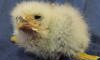 African pygmy falcon chick