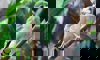 African pygmy falcon