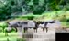 wildebeest