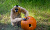 gibbon