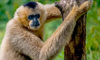 gibbon