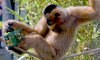 gibbon