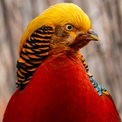 golden pheasant