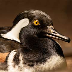 Hoodedmerganser Box