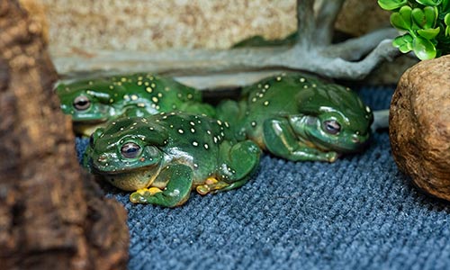 magnificent tree frog