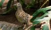 roadrunner