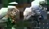 silvery-cheeked hornbill